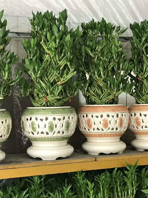 专业推荐 岗厦室内盆栽租赁信赖之选