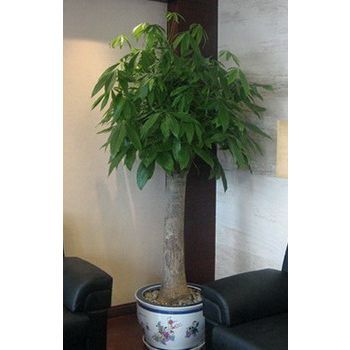 办公绿化新选择 清绘专业盆栽租赁与销售服务