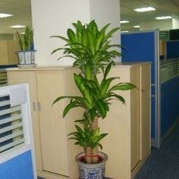 北京花卉销售、租赁与绿植服务全解析