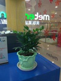 苏州吴江植物租赁服务指南 绿植与盆栽租赁的全面解读