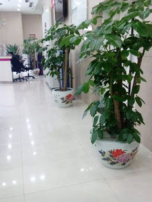 上海江氏园林 专业办公绿植租摆与花卉盆栽养护服务