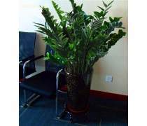 广州植物租赁公司优质商家置顶推荐产品——精选盆栽租赁服务