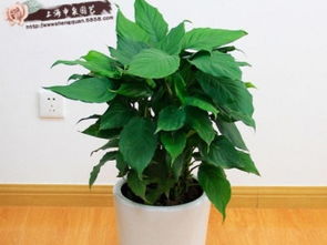 上海长宁区写字楼及企事业单位室内植物租摆与花卉盆栽租赁服务