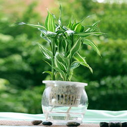 盆栽唯一 40-70元价格区间全面解析，比价与租赁服务指南