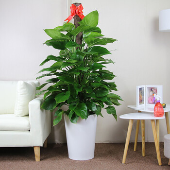 办公室绿植租赁公司 高效便捷的盆栽租赁服务