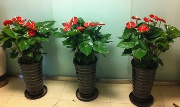 成都盆栽租赁服务报价解析 海商网产品库助您高效选择