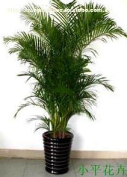 烟台牟平区小平花卉种植园 专业提供散尾葵大型盆栽租赁，为空间注入自然绿意