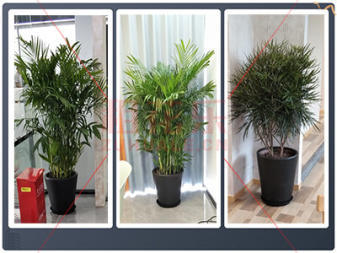 上海绿植租赁养护服务 为办公室注入自然活力与专业呵护