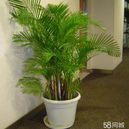 深圳宝安沙井绿植办公室 专业花篮花牌盆景盆栽租赁，打造绿色活力办公空间