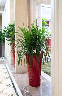 绿意满星城 探索长沙望城区宇林花卉园林的盆景盆栽租赁服务