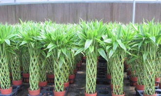 杭州花卉绿植租摆与专业养护 一站式盆栽租赁、出售及批发解决方案