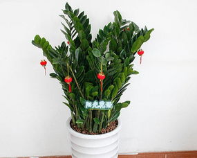 绿意常驻，惠享生活——专业盆栽租赁与销售服务