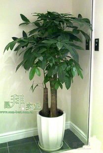 打造绿色生态空间 绿化租摆、花卉供应、绿化工程与庭院绿化的全方位解决方案