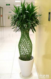 上海普陀区办公室绿植租摆服务｜光新路志丹路延长西路交通路全境覆盖