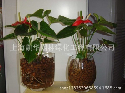 畅享自然 绿色植物盆景与盆栽租赁的全方位服务
