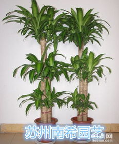 苏州吴中 植物租摆与盆景花木租赁，让绿色更有温度