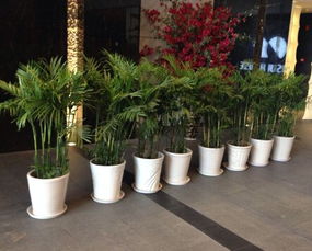 南昌植物租赁 省心省力，开启绿色办公与居家生活