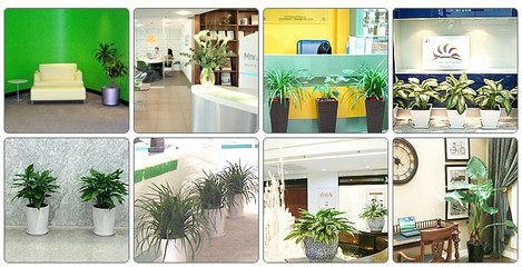 南昌室内绿植租赁 打造您的绿色办公与家居空间