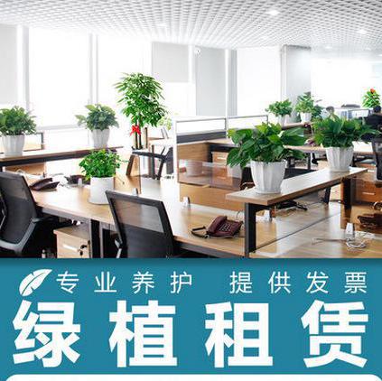 南昌办公室绿植租赁，选青之益花卉享受便捷与专业养护服务