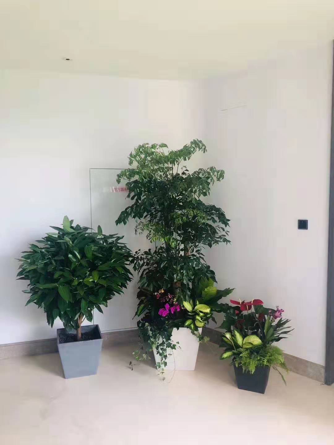北京软件园绿植租赁 为办公空间注入自然生机