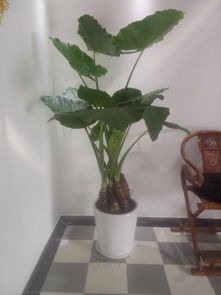 北京花卉盆栽租赁 为您打造绿色办公与生活空间