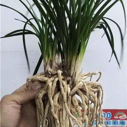 「生态雅韵」蕙兰熟草 精品盆栽中的绿化革命与可持续发展之选