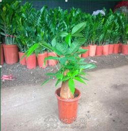 中秋国庆双节草花绿植租摆方案设计与养护指南——南昌绿植盆栽租赁全解析