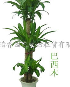 杭州植物租赁公司 杭州花卉租赁公司 杭州盆景租赁公司 杭州办公室租赁植物