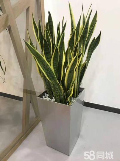绿意办公 写字楼绿植租摆与养护服务全解析