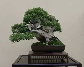 京都小盆栽雅风展部分精品欣赏