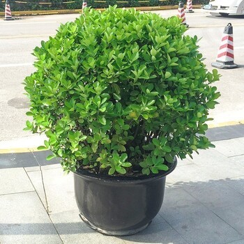 武汉室外绿植绿化工程苗木出售,武汉盆栽租赁销售维护服务