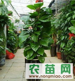 泉州晋江酒店鲜花植物花卉租赁,商场绿植租摆,绿化盆景指导价 泉州晋江酒店鲜花植物花卉租赁,商场绿植租摆,绿化盆景厂商 泉州晋江酒店鲜花植物花卉租赁,商场绿植租摆
