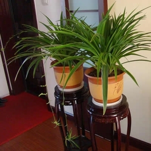 杭州植物租赁杭州市滨江花卉公司杭州盆景租摆萧山区花木租赁杭州植物出租租花租植物租花卉办公室租盆景租花