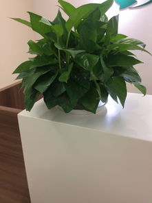 上海发财树 集销售与租赁于一体的室内空气净化专家