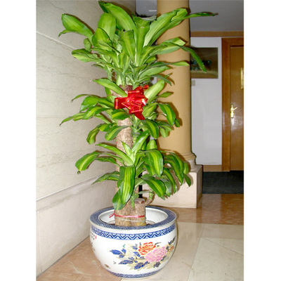 西湖区盆栽租赁 形态独特，品种繁多，打造绿色美学空间