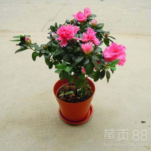 嘉定区绿植出租报价与盆栽租赁服务全解析