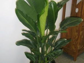 图 宜山路肇嘉浜路北新泾古北路仙霞路花卉绿植盆栽植物租摆植物租赁 上海鲜花绿植