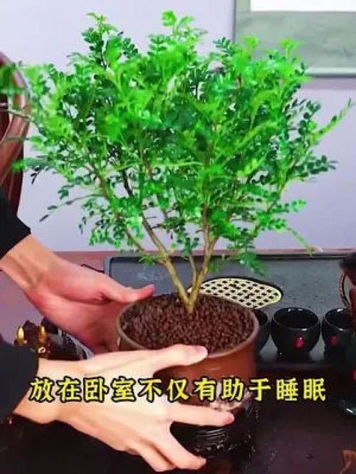 好物推荐 种草 盆栽 生活用品 植物