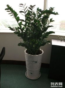 专业办公室绿植租摆服务 打造高效、健康的现代办公环境