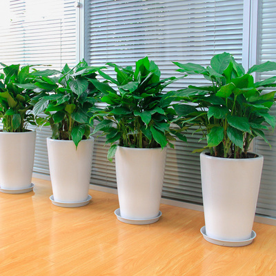 武汉市植物出租花木出租花卉厂家 盆栽租赁服务全解析