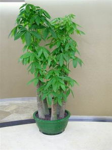 滨江区植物租摆服务 办公室绿植出租与杭州花卉租赁全解析