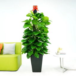 深圳专业室内绿植租赁与养护 打造绿色空间，提升生活品质