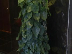番禺租花租植物 广州鲜花绿植与盆栽订购的园林艺术优选